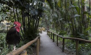 Programa ‘Domingão Tarifa Zero’ aumenta visitação nos parques de São